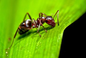راه های از بین رفتن مورچه درون گلدان